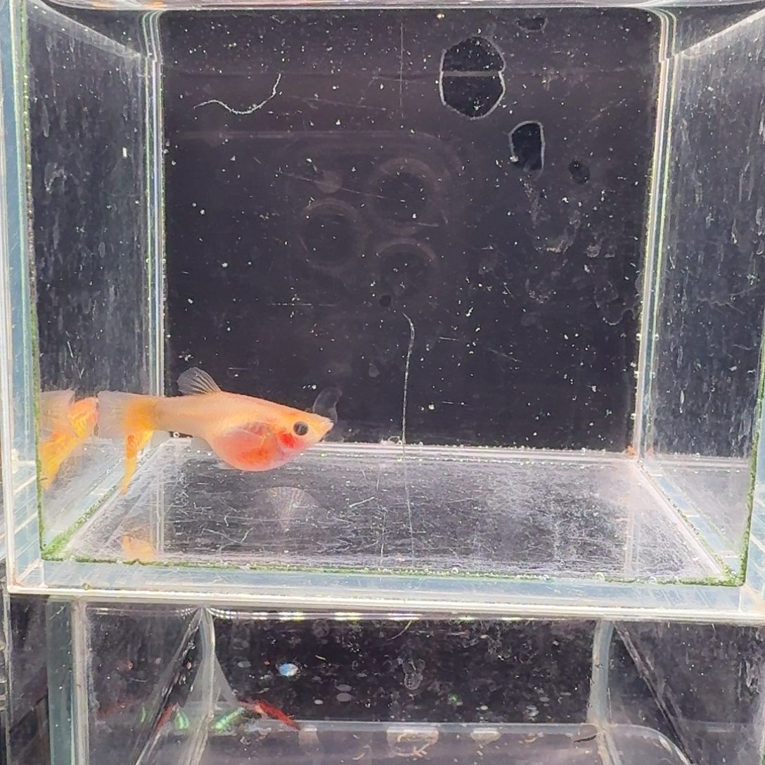 孔雀鱼黄金蕾丝玻璃猫1对