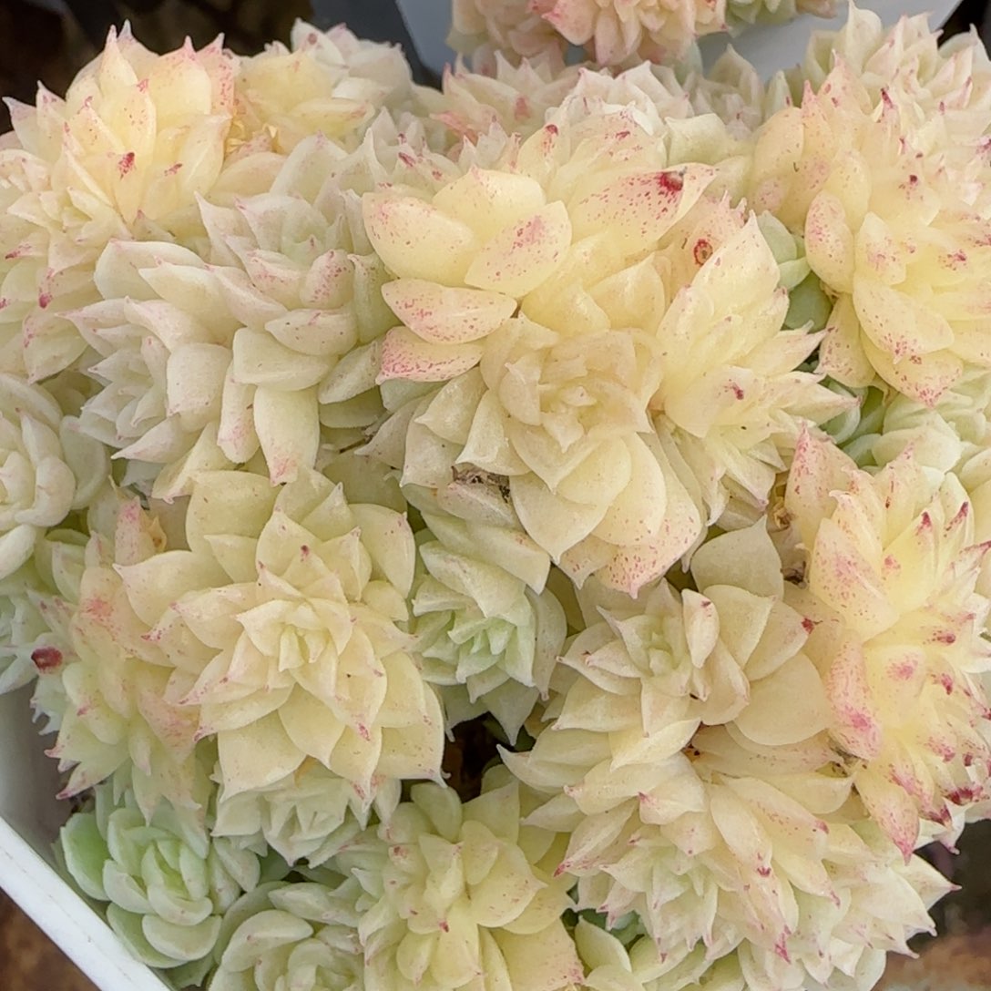 花语逸境0221-495散