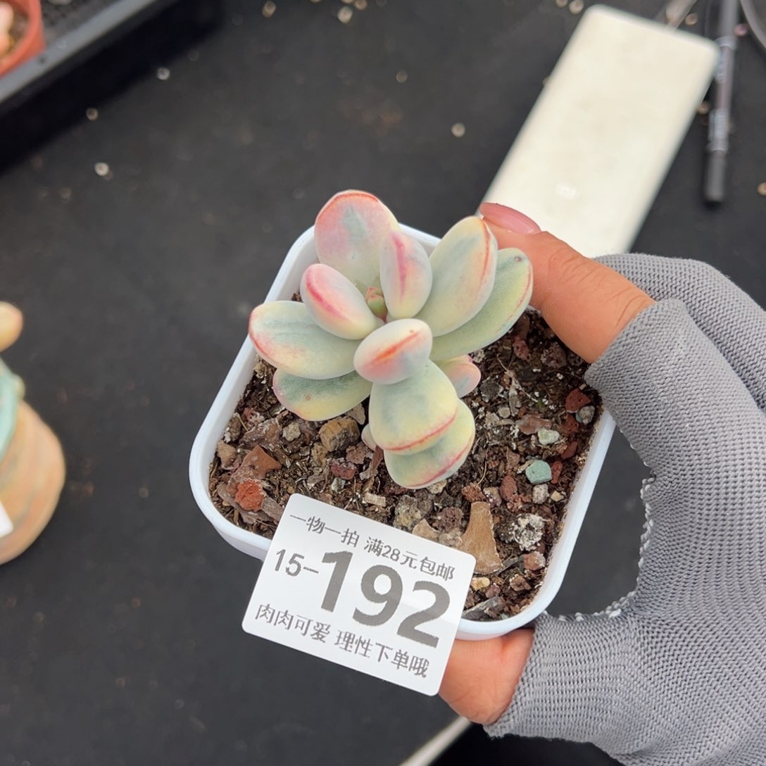 乒乓福娘锦多肉多肉多肉多肉多肉