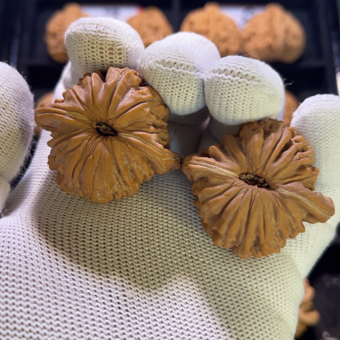 ?秦皇岛山地果全品21号