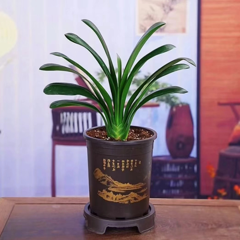 【带盆8-10叶君子兰】盆栽室内绿植盆栽客厅阳台庭院四季花卉好养