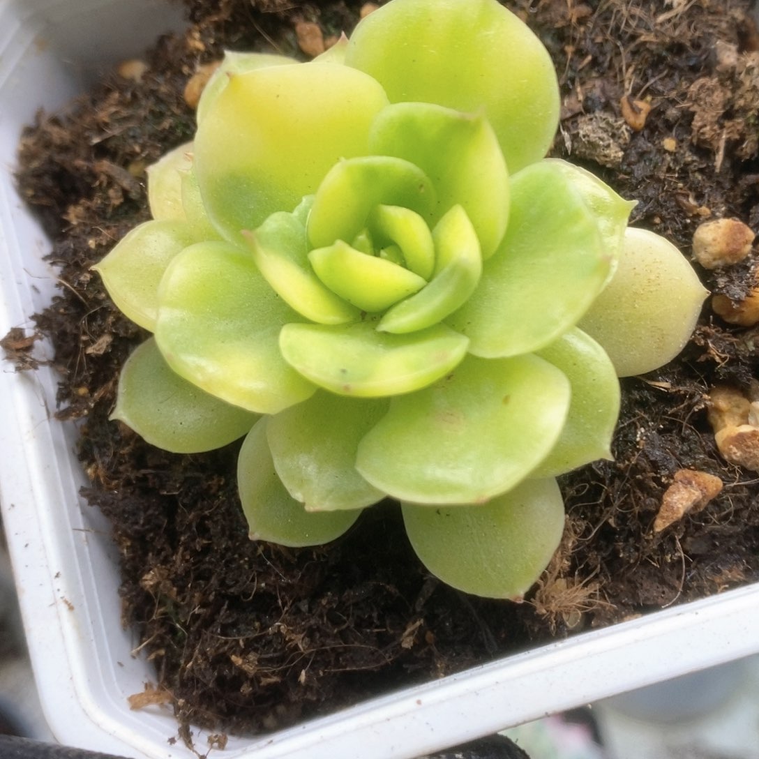 154冰河世纪锦锦锦锦锦