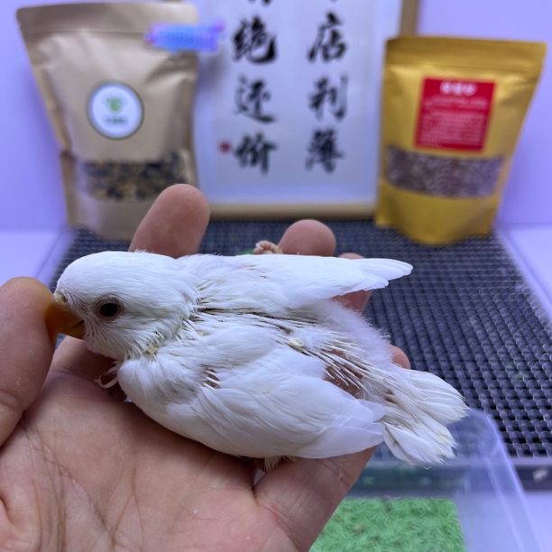 精品白闪母Z0547-牡丹鹦鹉