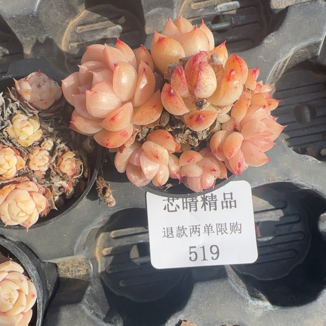 S*.闪购精品多肉519号