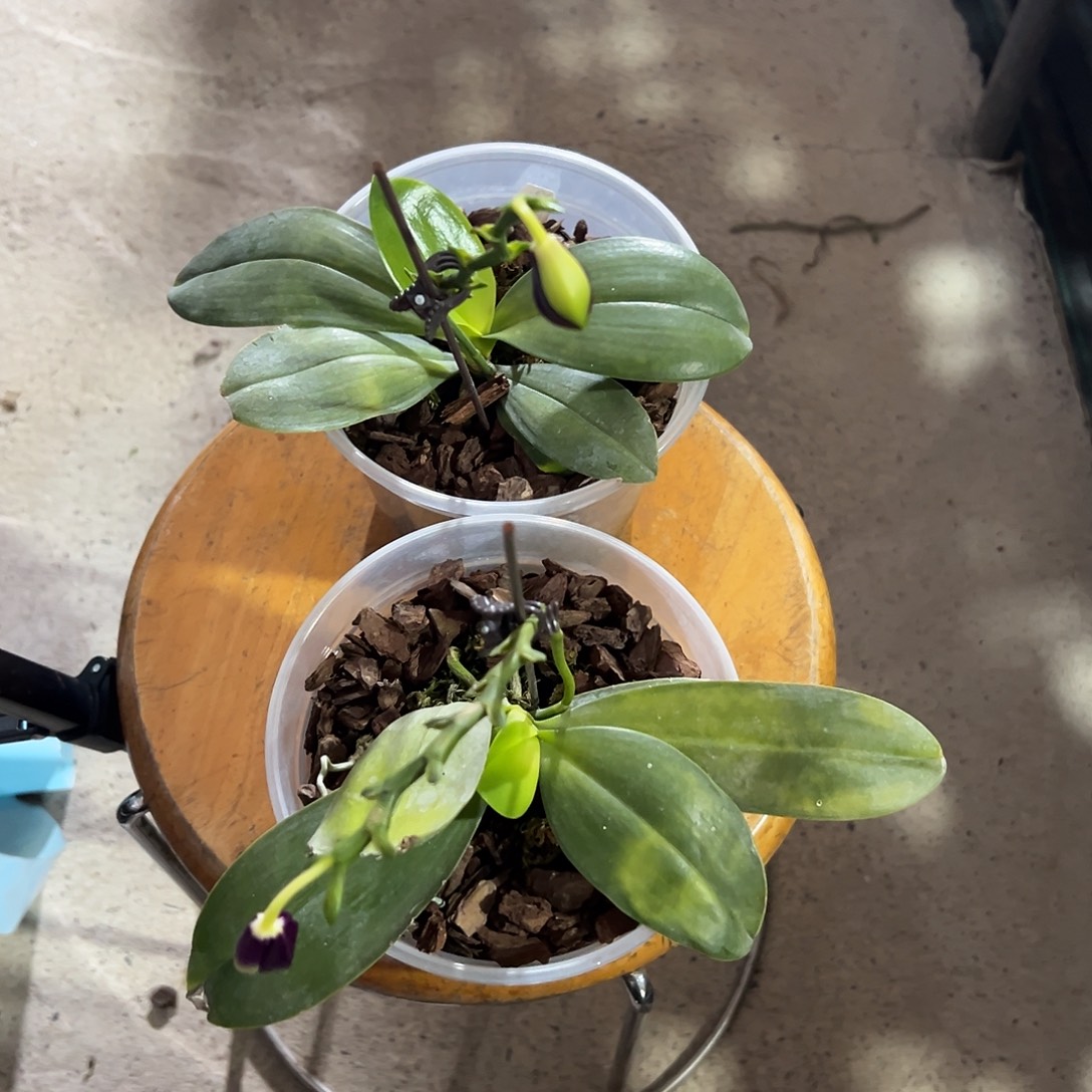 完全开放蓝色海豚瑕疵苗根少