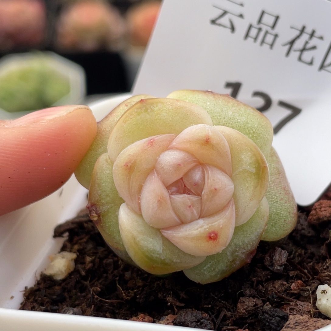 127号糖心冰心珍妮