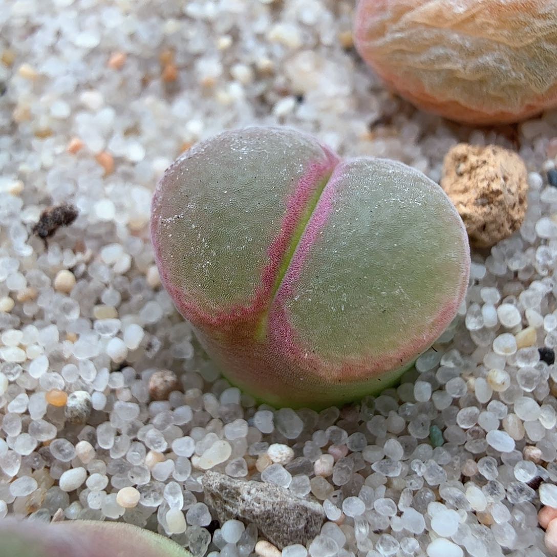 3.18.5/三年粉红女郎/多肉植物