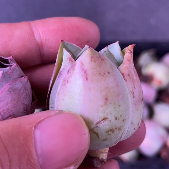 红桃子山地玫瑰一单一个