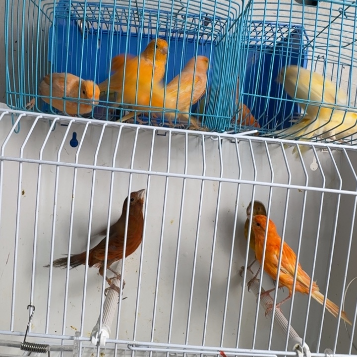 风***舟文鸟桂皮母一只，后天发