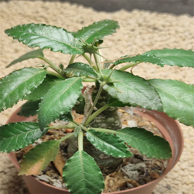 1151萌球多肉植物园  琉桑麒麟 实生 室内精品网红仙人球一物一拍