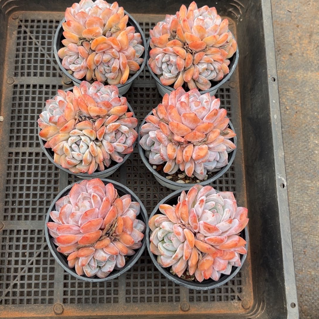 759号新疆西藏内蒙古不包邮