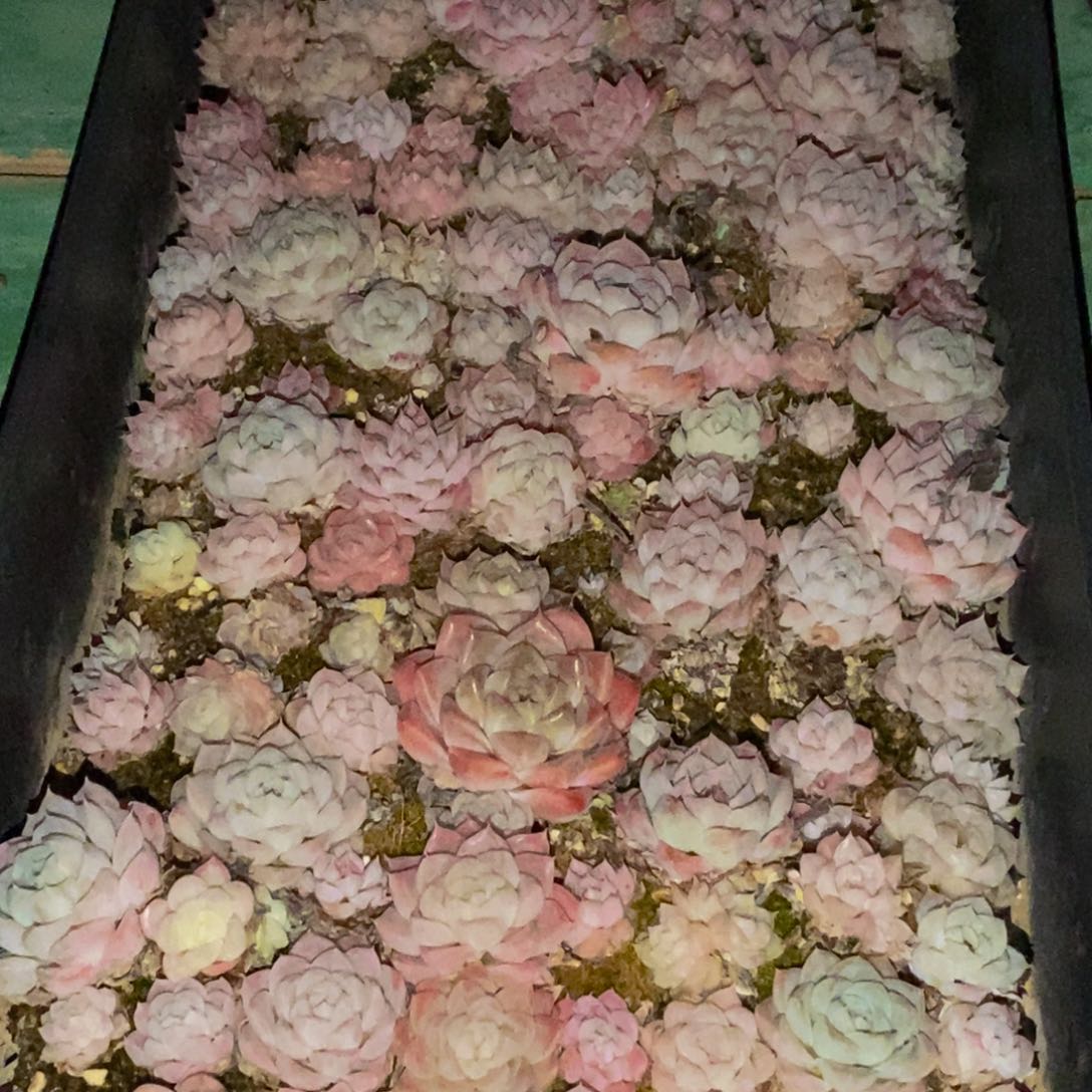 902多肉植物保护研究所所长助理研究员