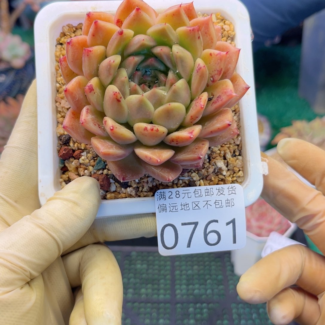 大0761（zb xb cb b b n