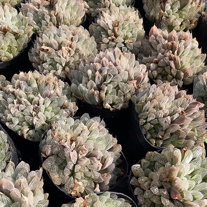 白斑玉露满18.8包邮昆明直发