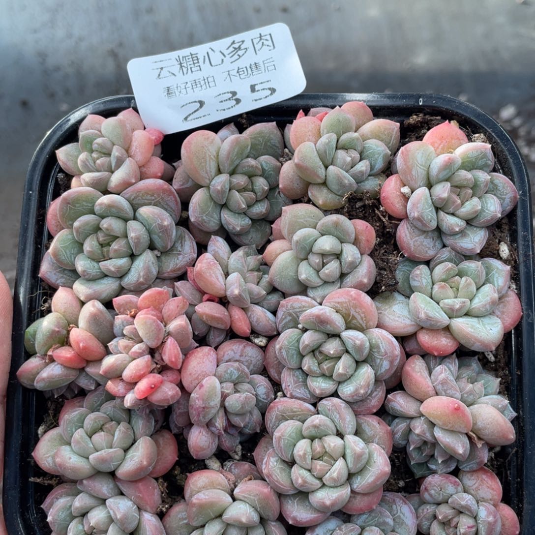 云糖心多肉植物235