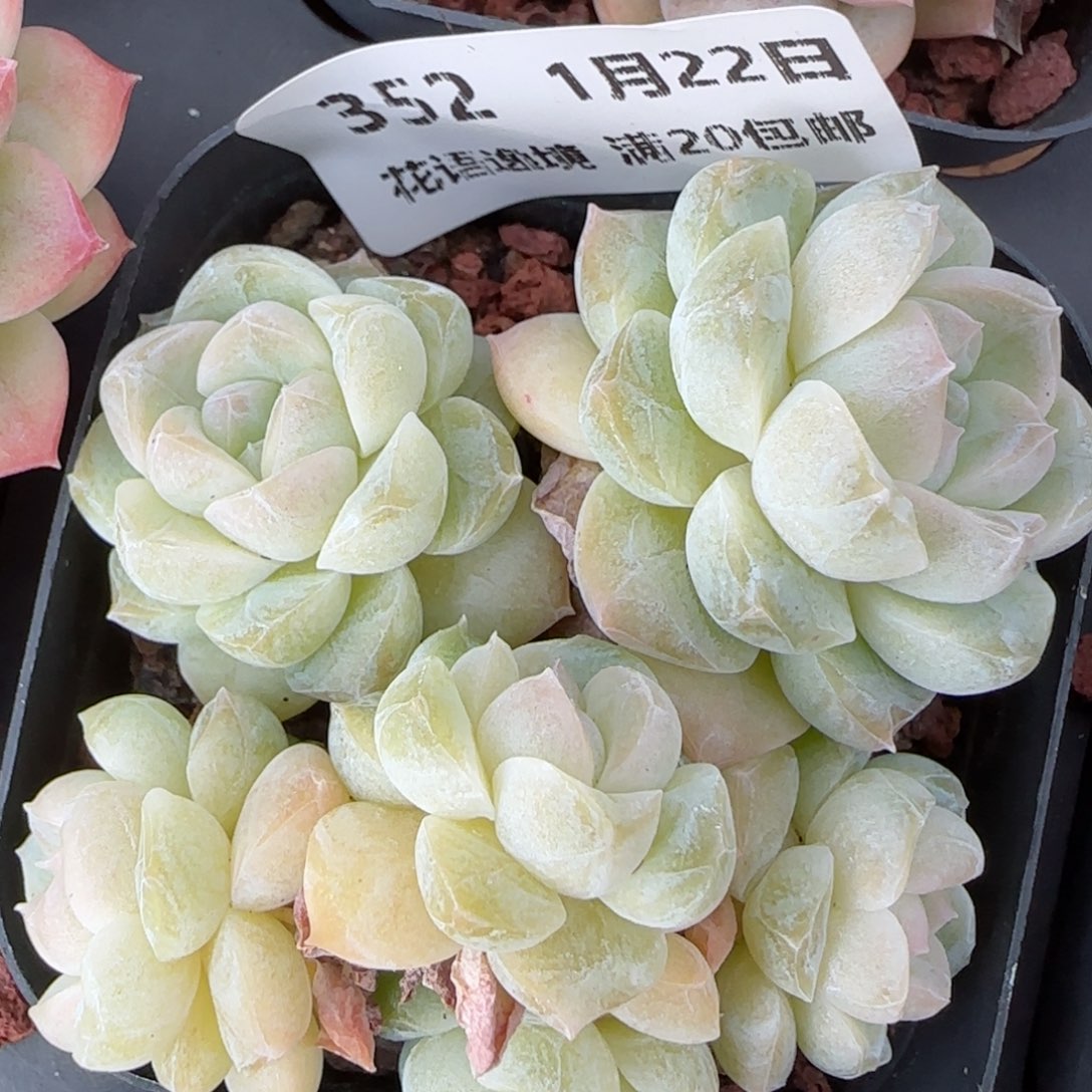 花语逸境0122-352