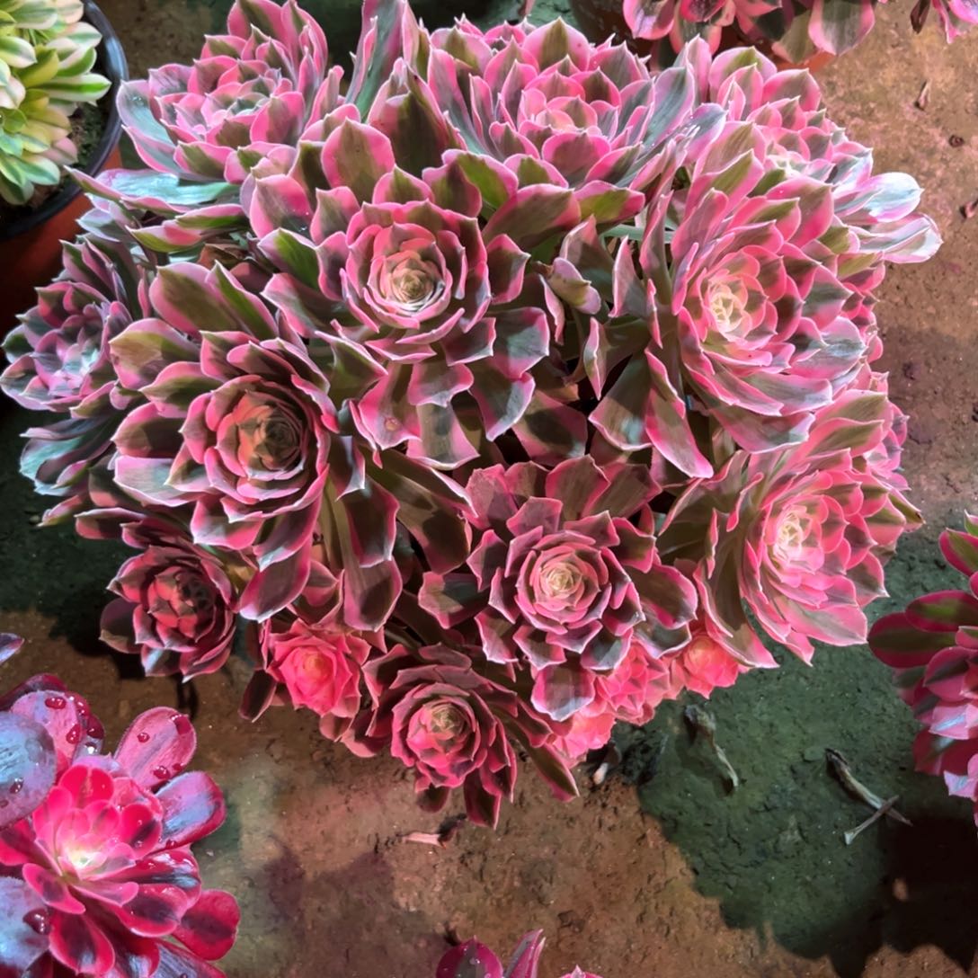 多肉植物女郎744