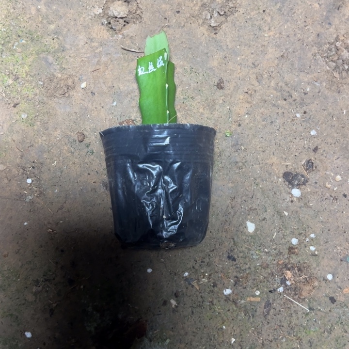 红丝绒嫁接单片小破苗一颗无售后