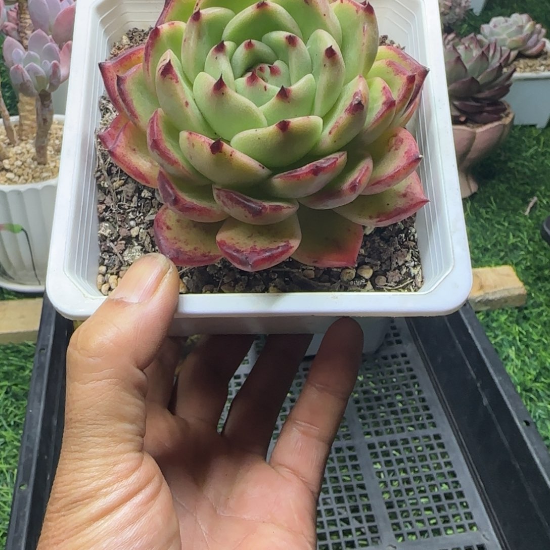 锦安精品多肉植物226