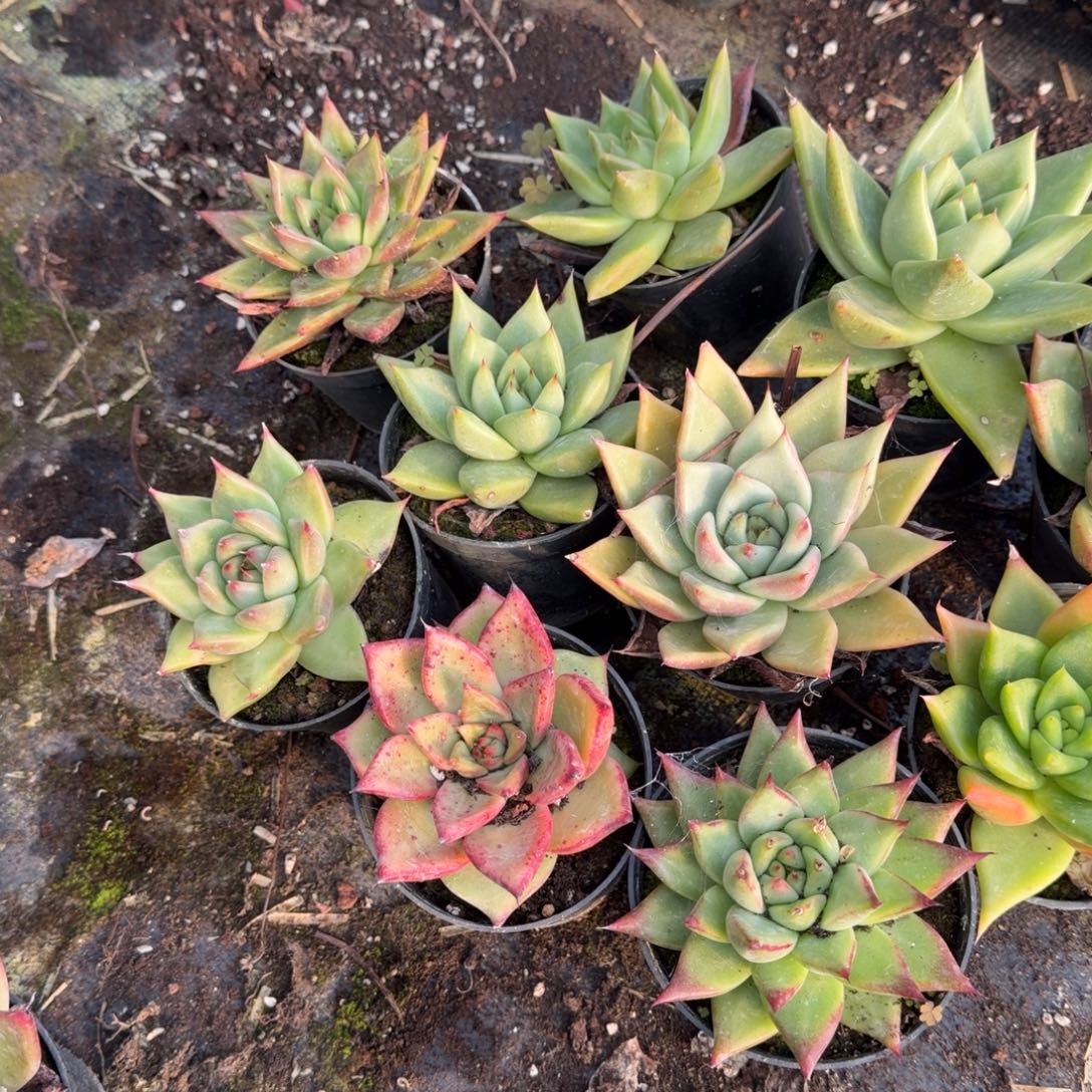 11-15冬云十棵脱土量拍发货11-15