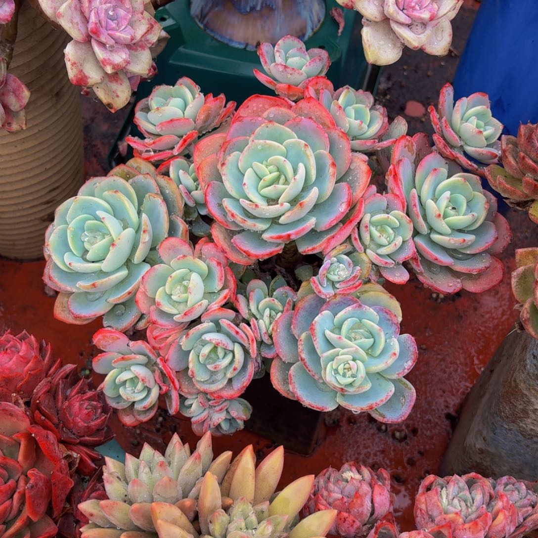 老桩精品肉肉白月光