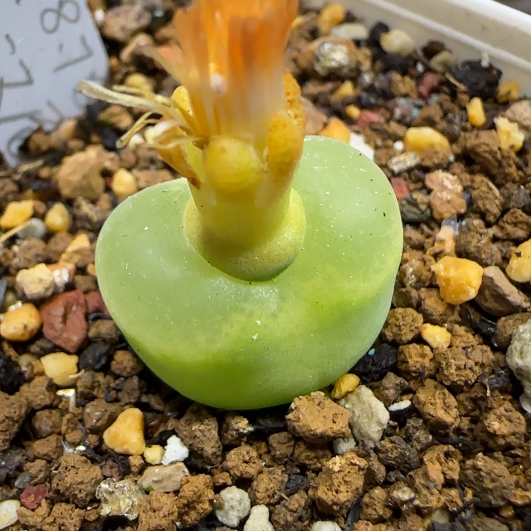 11.28..78o泡.9015尺寸1.6cm