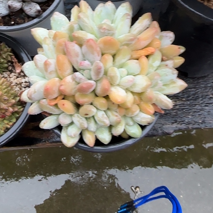 青蛙王子儿童牙膏套装11