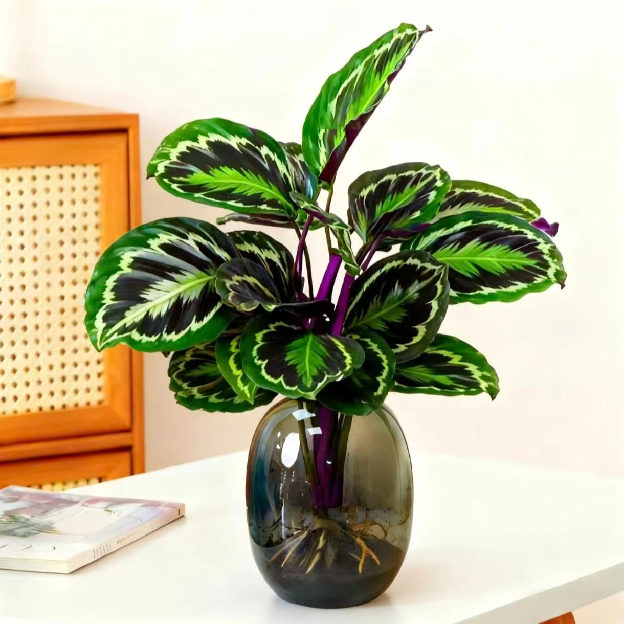 彩虹竹芋盆栽室内办公桌面好养耐阴净化空气观叶植物