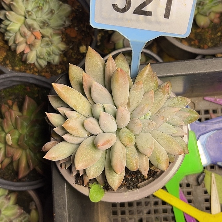 多肉植物红胖体哥特