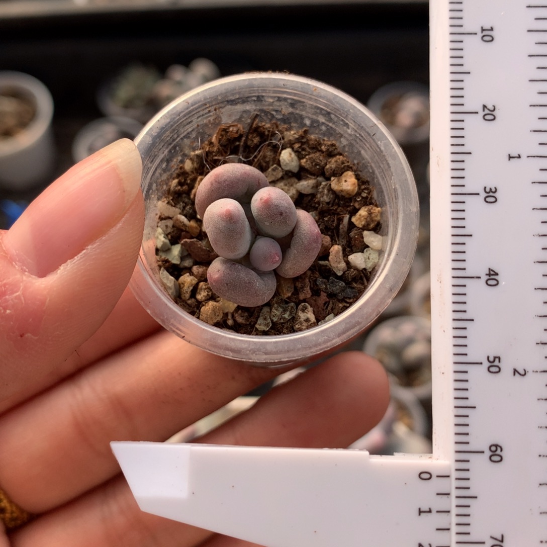 福利无售后米可多肉