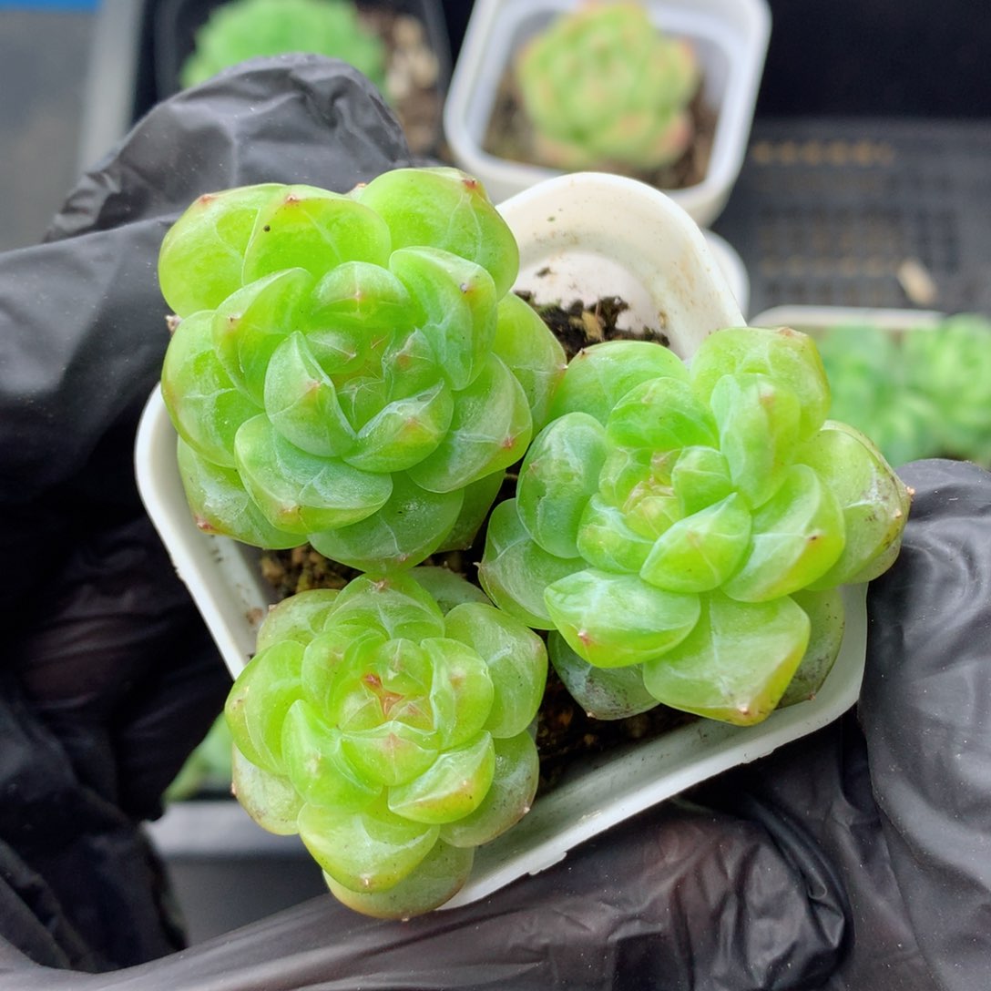 58包邮  群生不包整甜心7