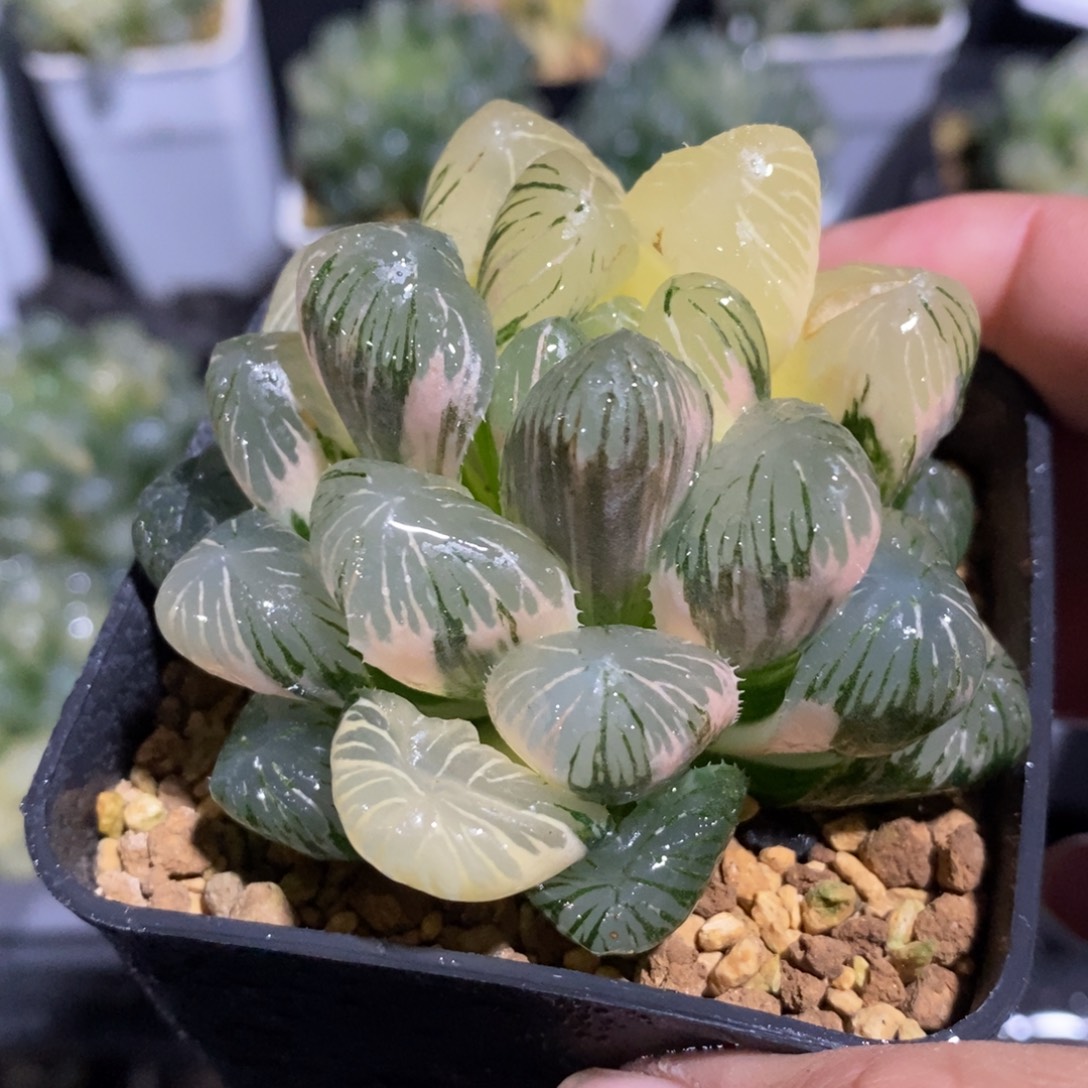 一颗大眼珠子玉露锦 元旦福利