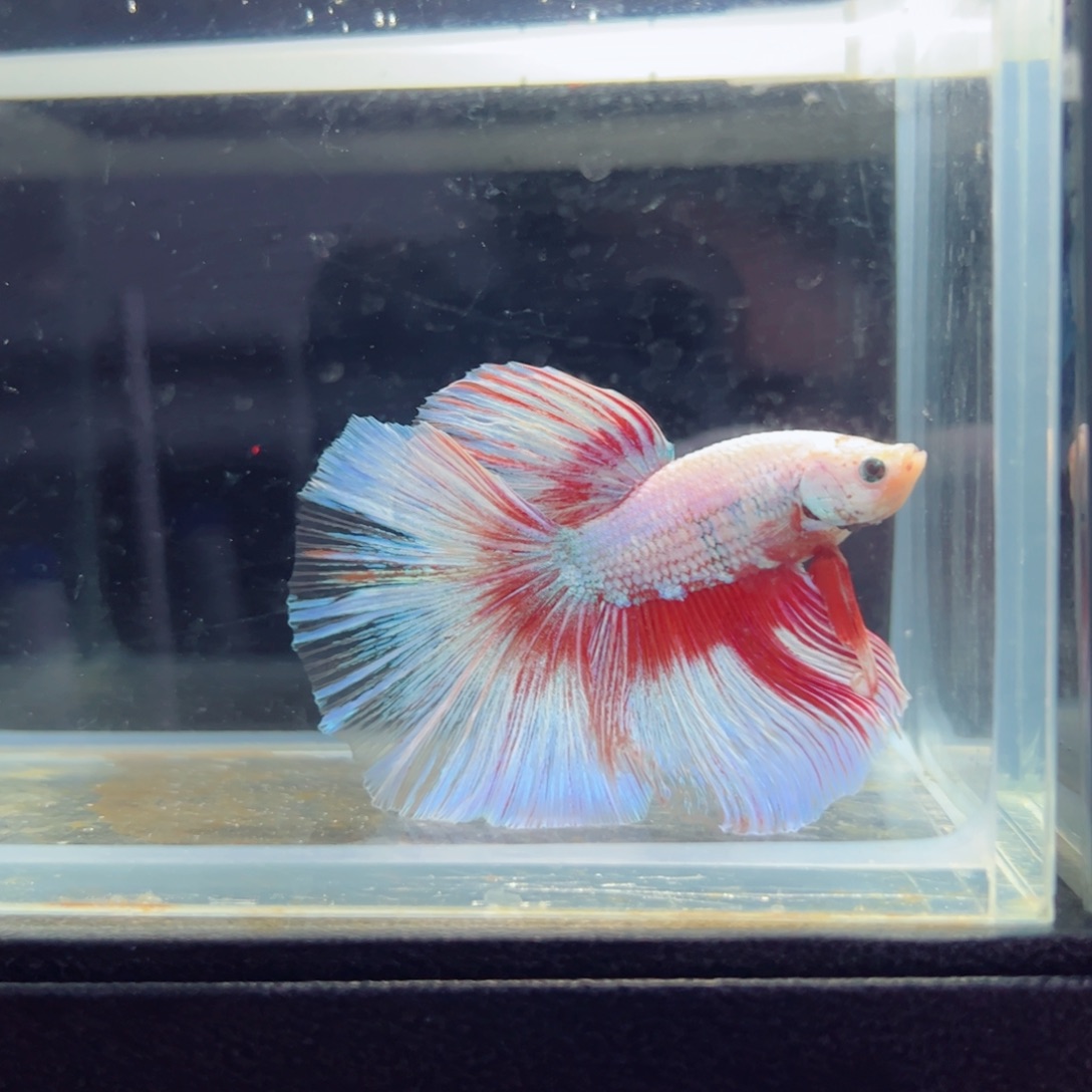 斗鱼浅色特殊尾hhhh