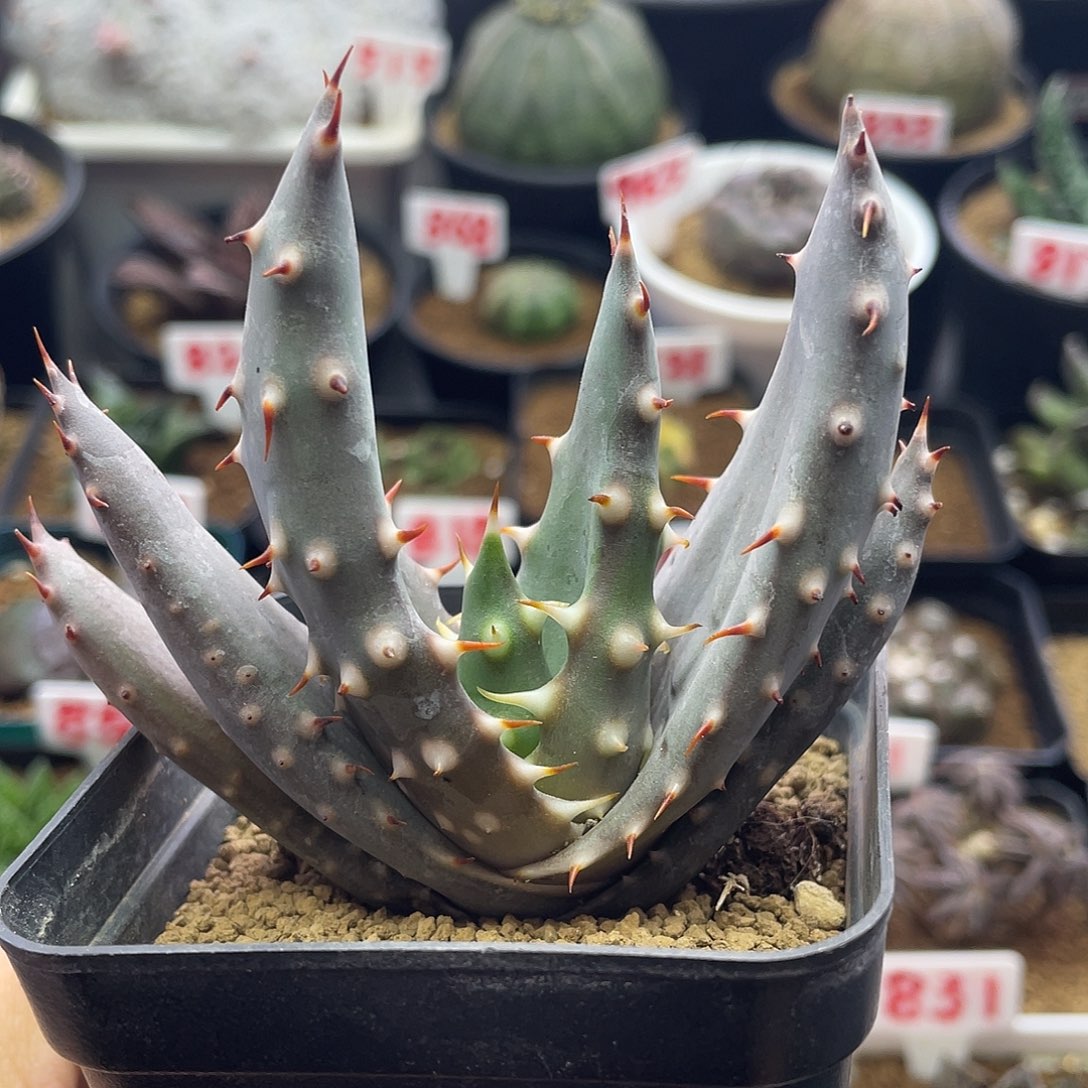 实生宽叶王刺锦芦荟仙人球