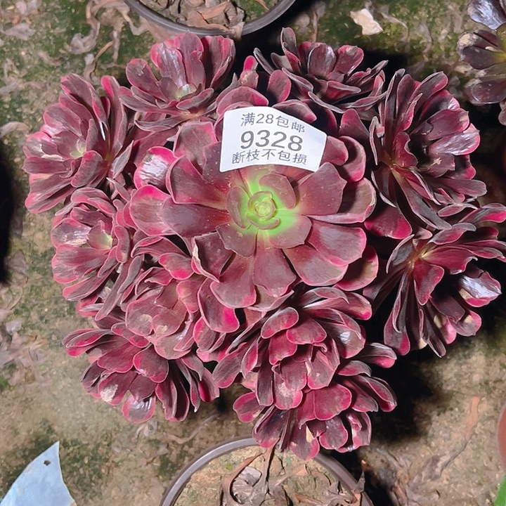 9328爱神多肉植物