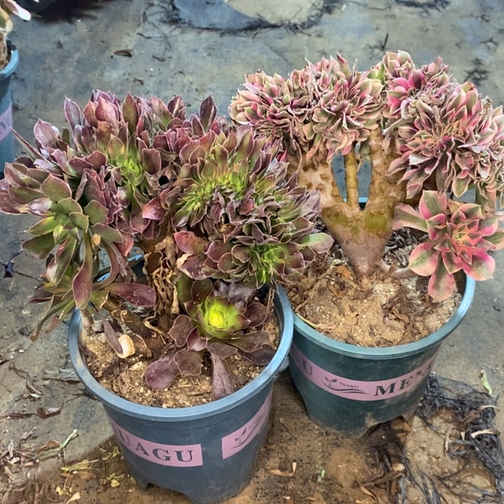 艺***格两颗多肉植物45。 