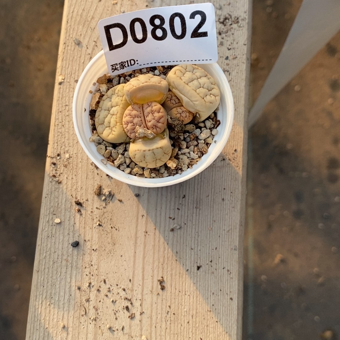 西***棚0802 直播间一物一拍