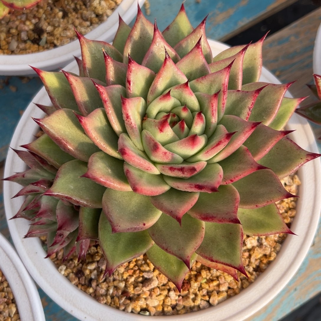 多肉植物一物一拍（13号）