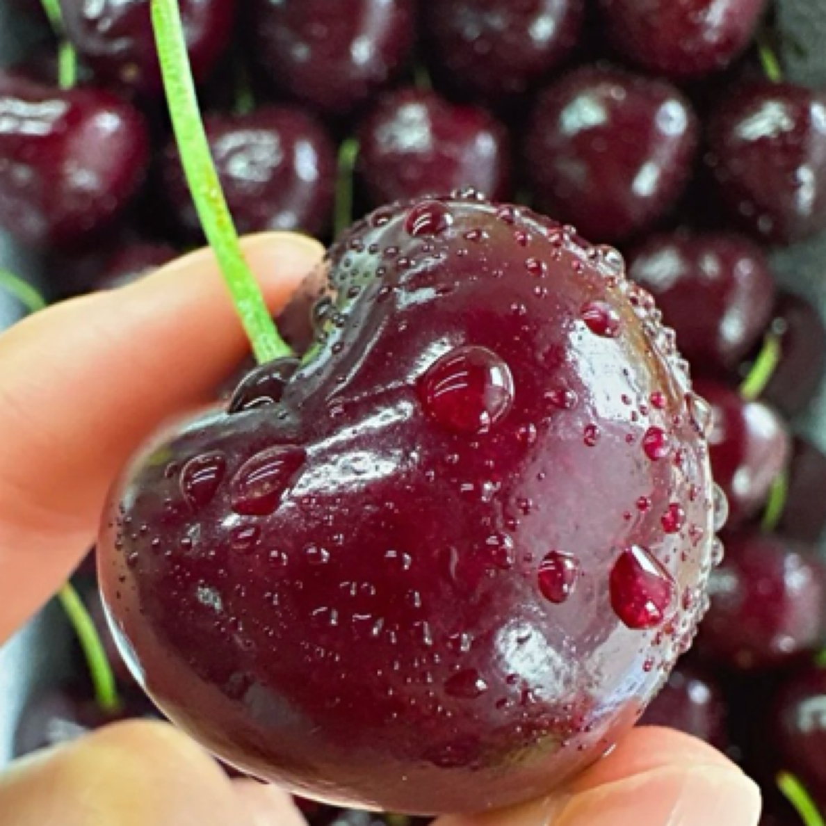 桑缇娜4J车厘子5斤海运瑞吉纳智利