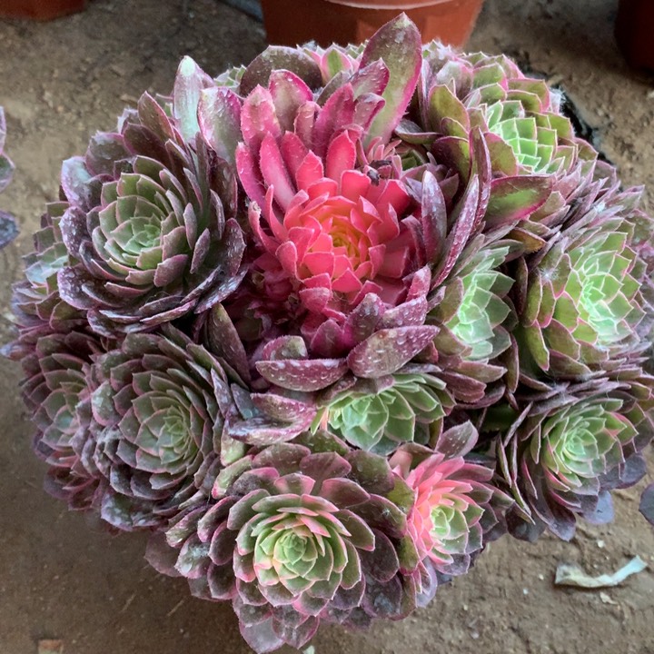 半**景不包损642号万花筒手捧