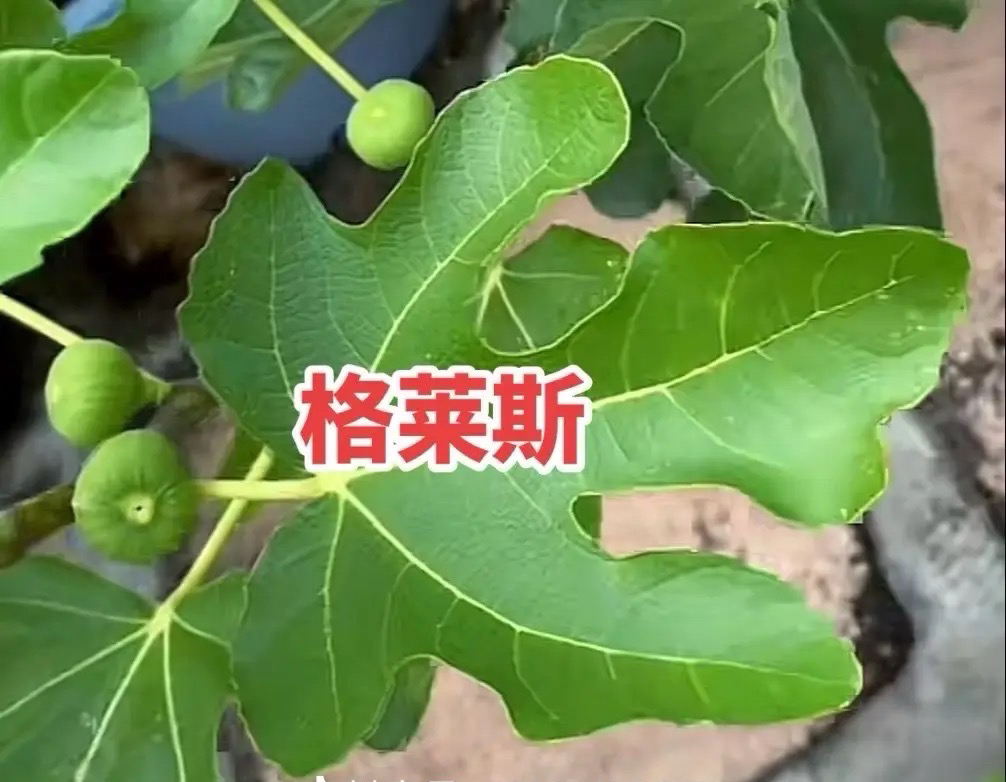 格莱斯带果发货盆栽地栽都可