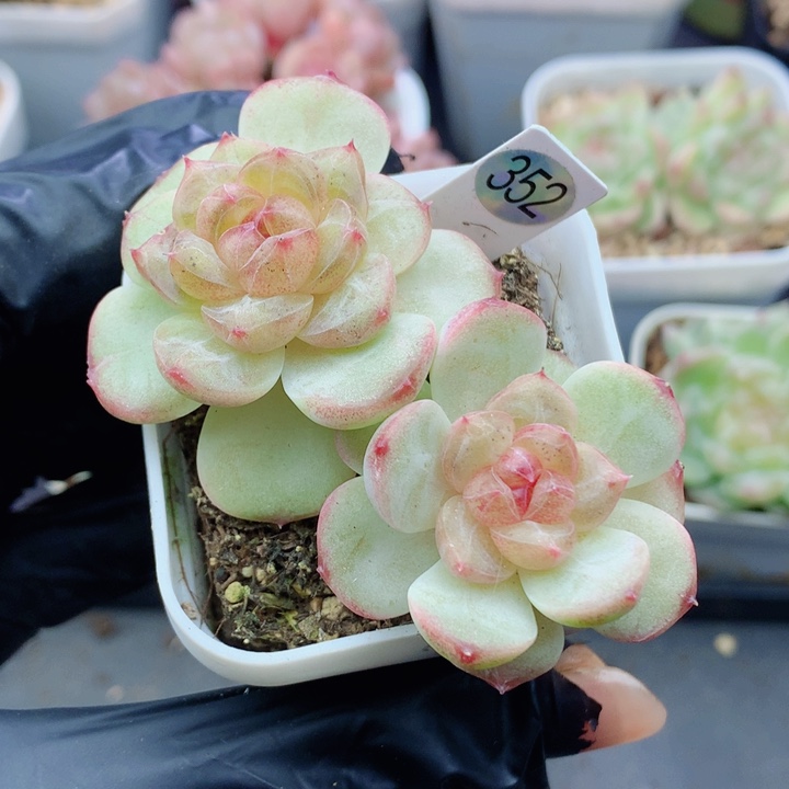 甜心58包邮  群生不包整352