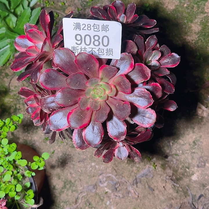 9080丽娜多肉植物