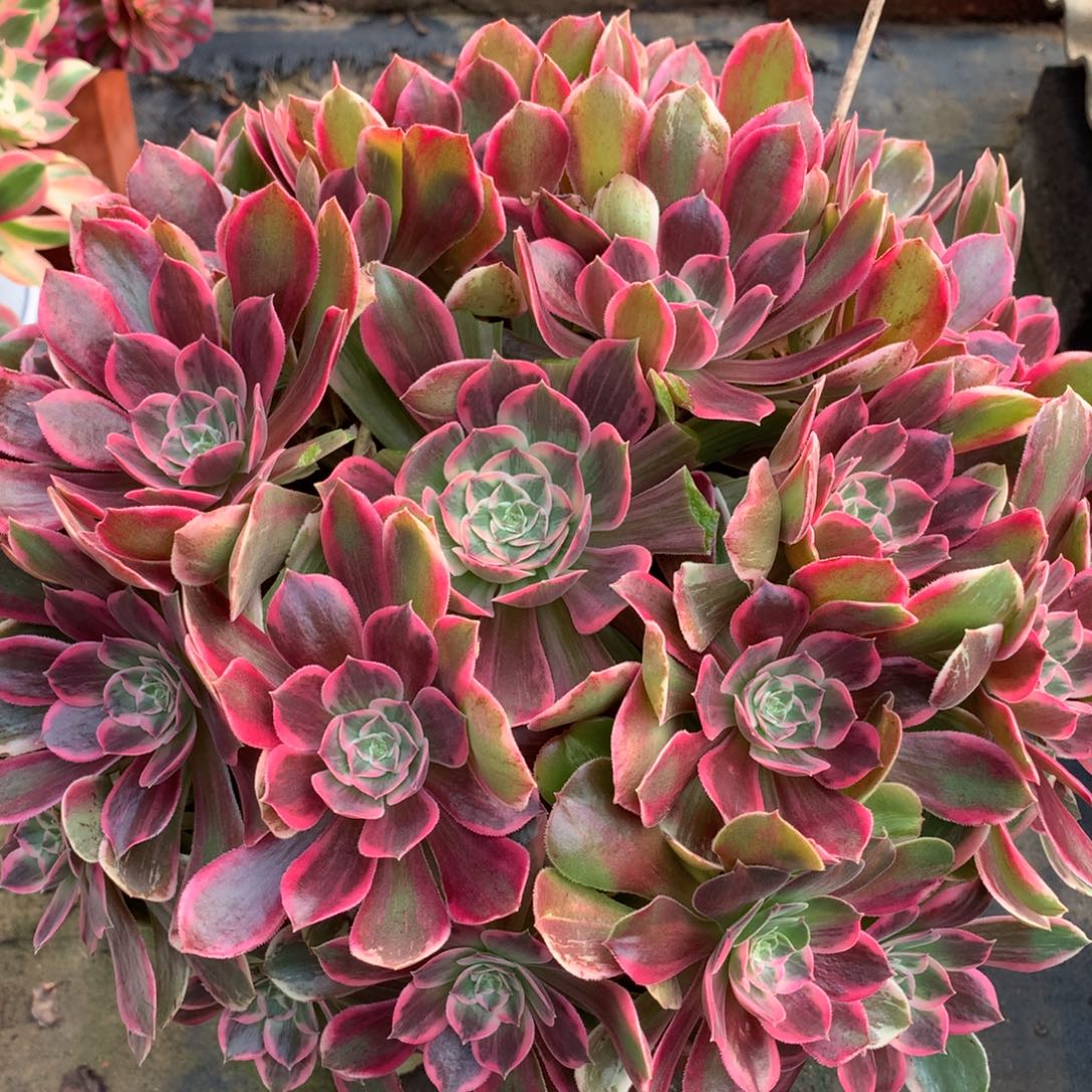 浣纱捧花，多肉植物