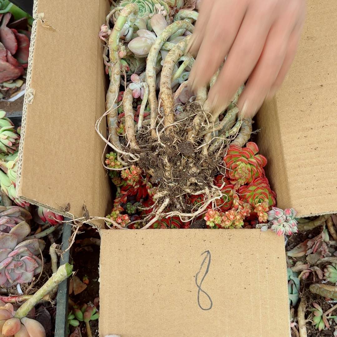 不*杂花瑕疵断头处理不售后8