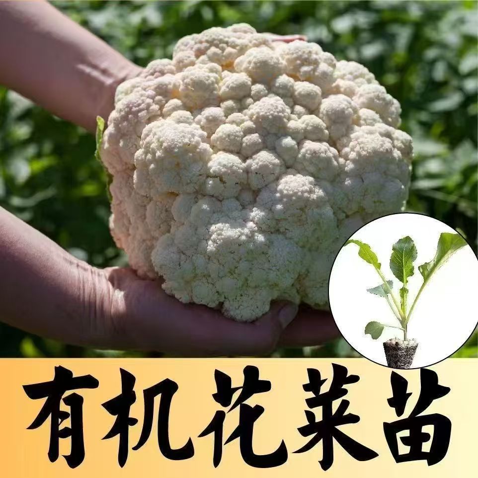 高产有机花菜秧苗基地直发现挖现发今天阳台庭院四季可种带土发货