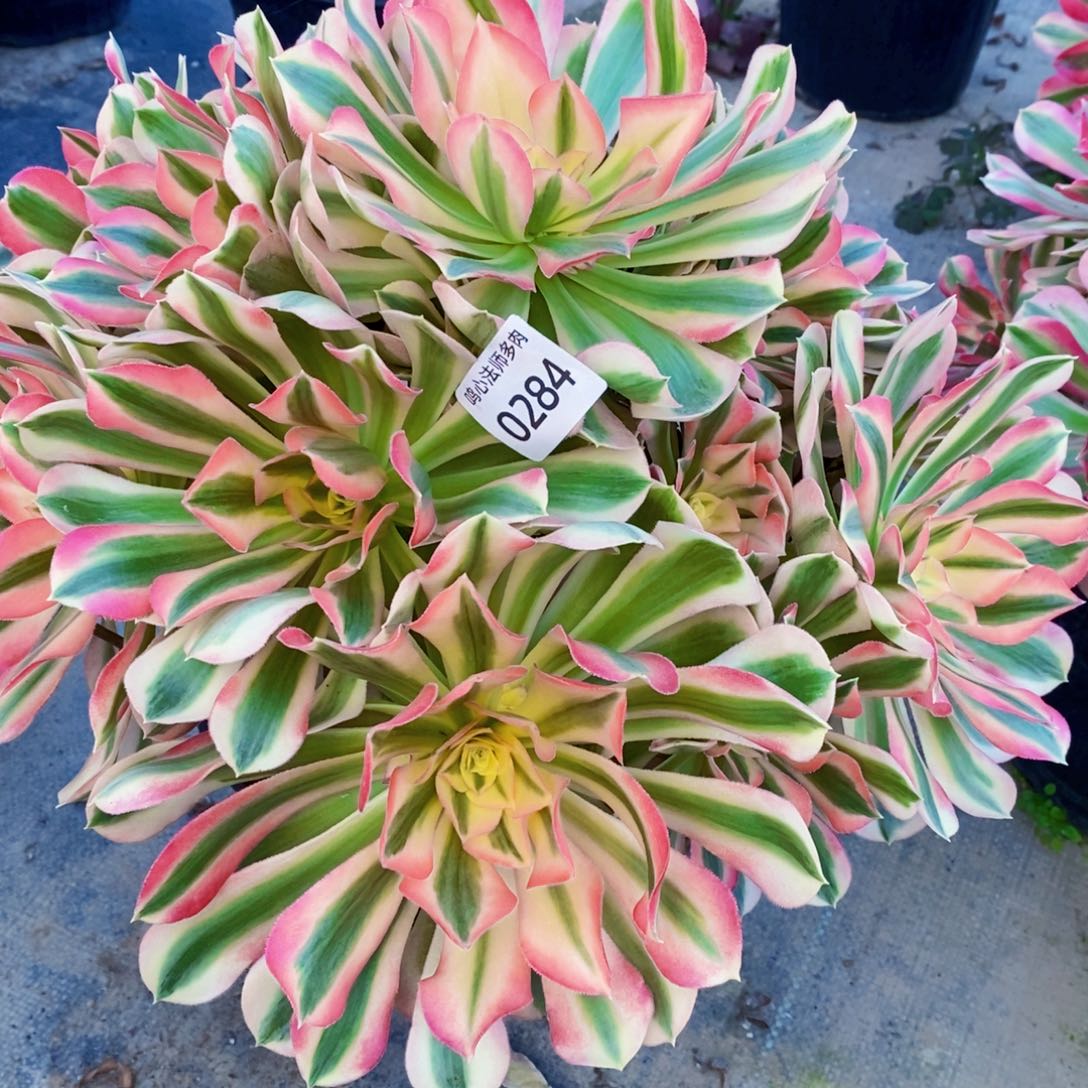 年**鱼0284粉女巫多肉植物