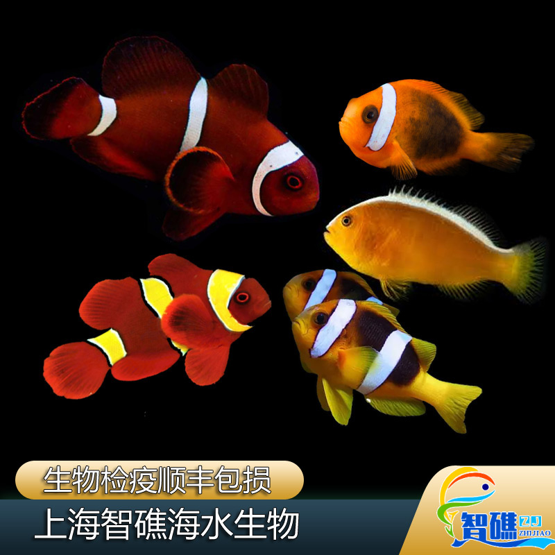 双带小丑与印尼红小丑印尼番茄小丑鱼海水观赏鱼检疫开口耐活好养