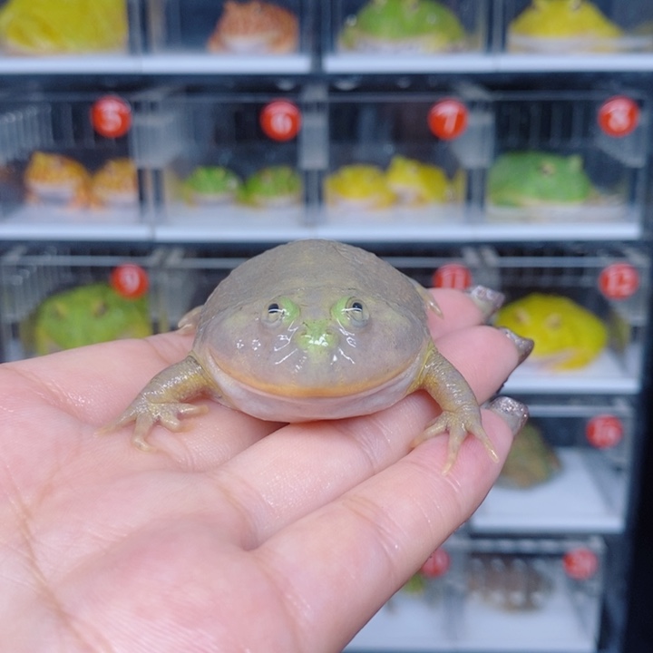 角蛙恭喜发财大吉大利