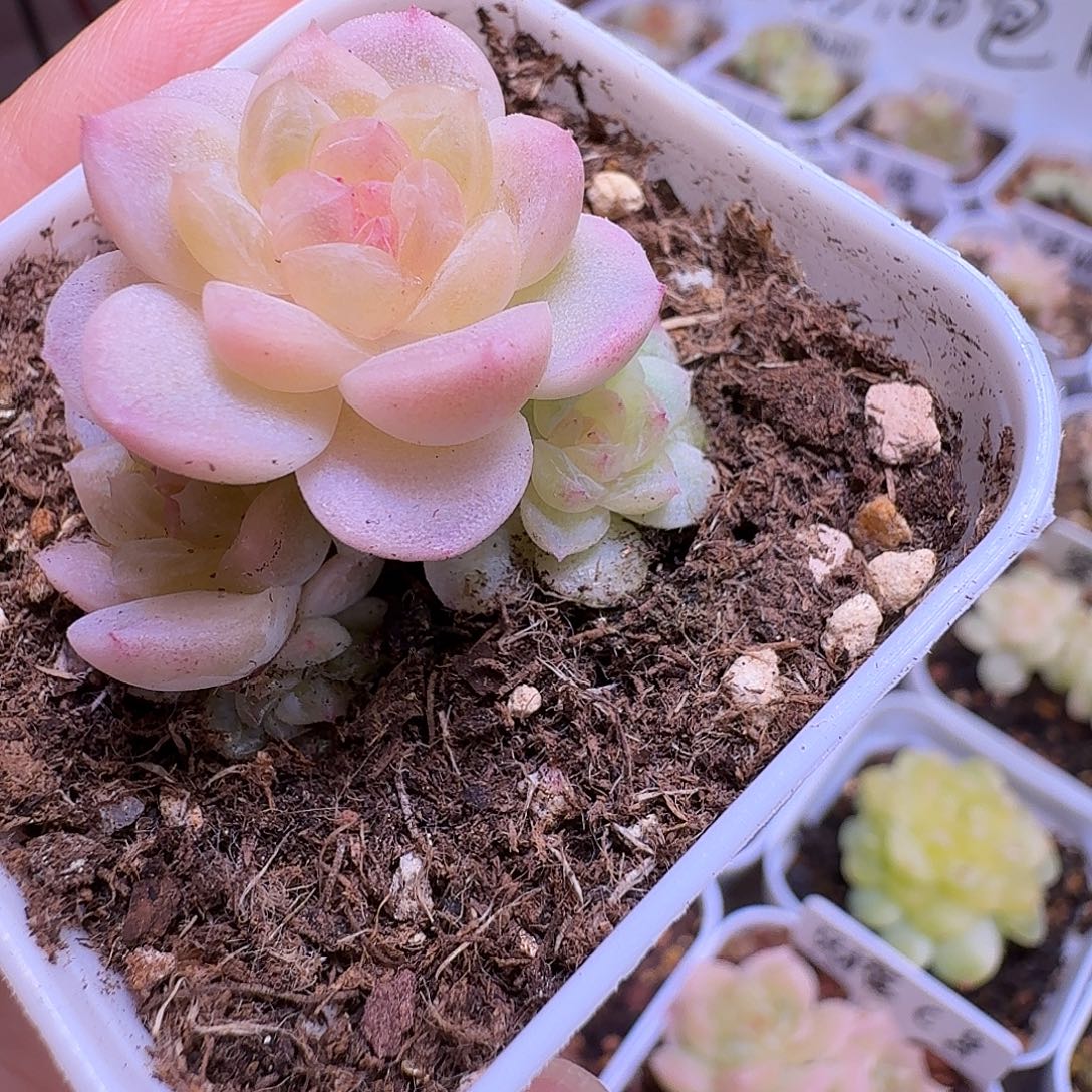 6头白冰多肉一物一拍